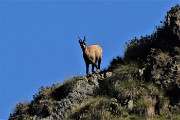 25 Maxi zoom su camoscio sul Monte Verrobbio